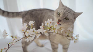 合集亲吻樱花的小猫咪40秒视频