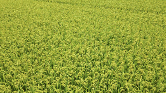 低角度航拍一望无际的水稻田视频