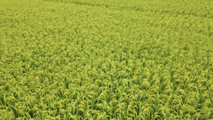 低角度航拍一望无际的水稻田28秒视频