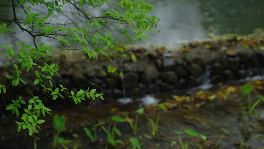 春天杭州乌龟潭阴雨天植物绿色自然视频