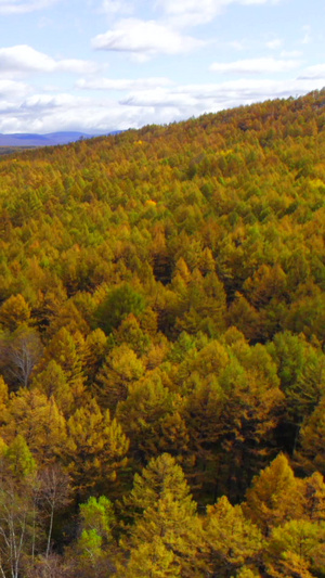 内蒙古阿尔山国家森林公园68秒视频
