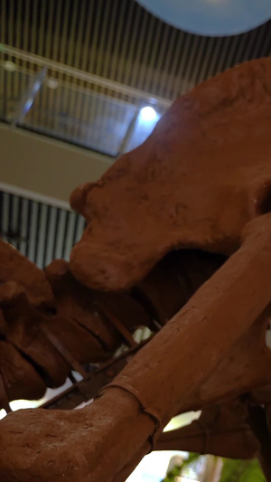 地质博物馆恐龙化石样本67秒视频