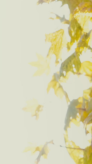 深秋逆光照耀下金黄色的树叶12秒视频