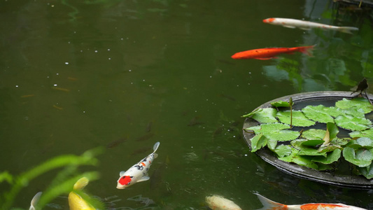 锦鲤花间游实拍视频