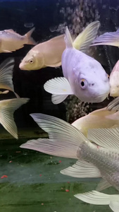 实拍水缸中的鱼金龙鱼视频