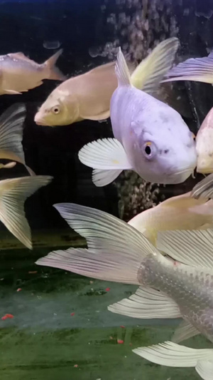 实拍水缸中的鱼金龙鱼28秒视频