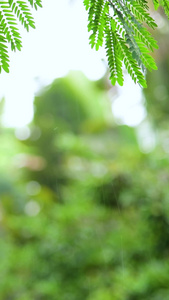 雨水打在叶子上生机勃勃视频