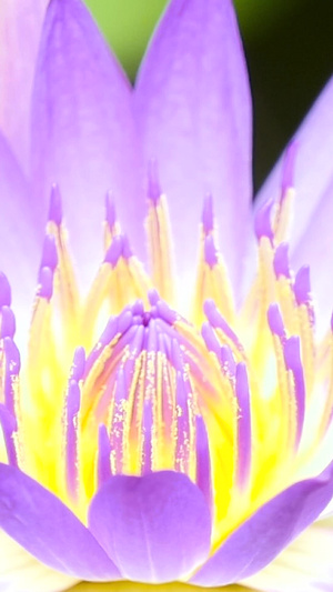 彩色睡莲百花盛开61秒视频