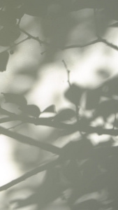 光影斑驳的树影叶子的影子视频