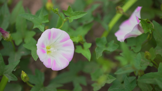 牵牛花视频