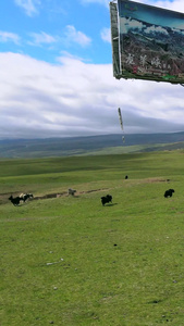航拍青海草原上的牦牛群畜牧业视频