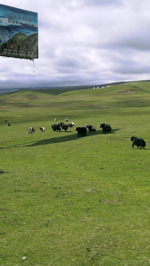 航拍青海草原上的牦牛群畜牧业26秒视频