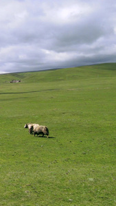 航拍青海草原上的牦牛群畜牧业视频
