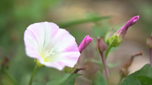 牵牛花视频