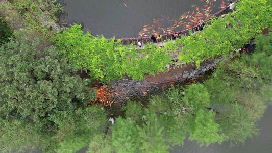 湖边的锦鲤与树林航拍视频