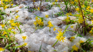 8K花丛草地雪消融延时18秒视频