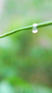 竹叶尖上的水滴视频