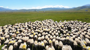 航拍新疆蓝天白云大草原上养殖畜牧业放羊羊群4k素材55秒视频
