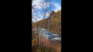 秋景金色的森林与溪水视频合集52秒视频