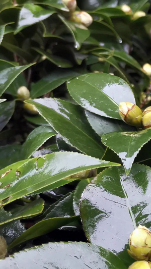 实拍雨后茶花花蕾百花盛开13秒视频