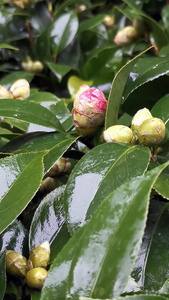 实拍雨后茶花花蕾百花盛开视频