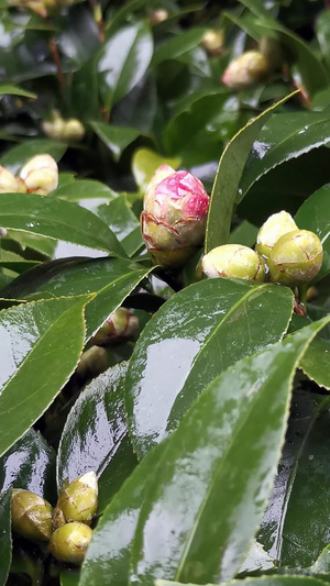 实拍雨后茶花花蕾百花盛开13秒视频