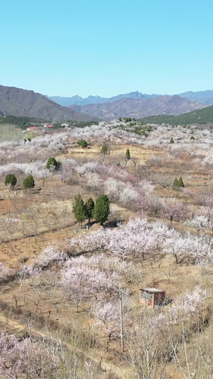 桃花盛开的地方桃花庵28秒视频