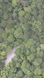 竖屏航拍绿色植物森林视频
