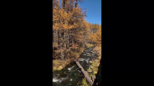 秋季阿尔山景区大峡谷落叶松与溪水视频合集视频