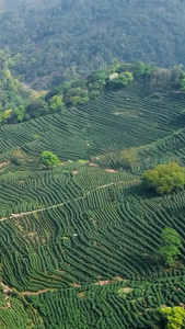 江南建筑南方茶园小镇生态茶视频