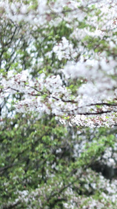 飘落的樱花和满地花瓣樱花树视频