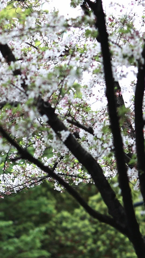 飘落的樱花和满地花瓣樱花树13秒视频