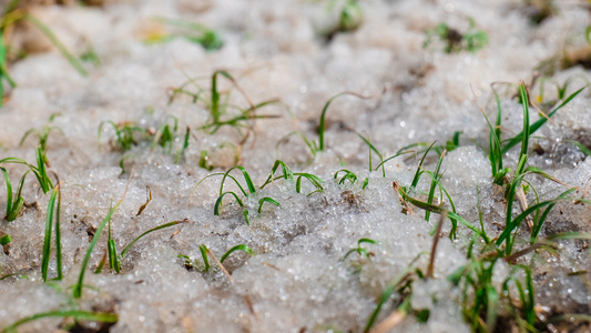 8K小草生长 雪消融延时视频