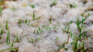 8K小草生长 雪消融延时14秒视频