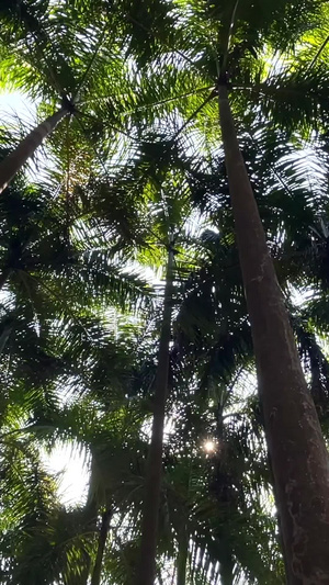 实拍深圳自然生态树林椰子树22秒视频