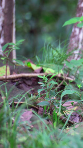 实拍森林中觅食的小鸟视频素材视频