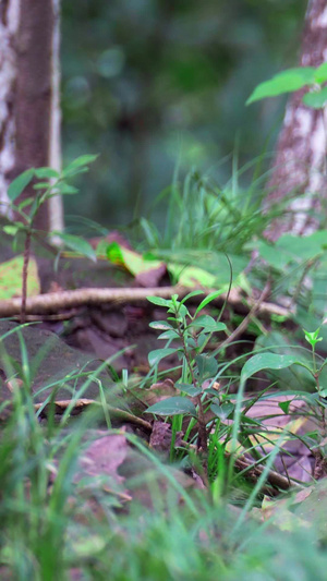 实拍森林中觅食的小鸟视频素材19秒视频