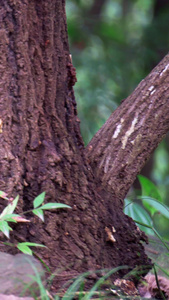 实拍森林中觅食的小鸟视频素材视频