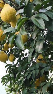 硕果累累的柚子树丰收的果园视频