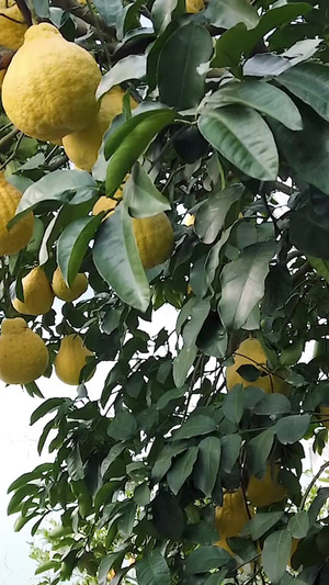 硕果累累的柚子树丰收的果园35秒视频
