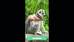 简洁世界动物日竖版海报宣传AE模板15秒视频