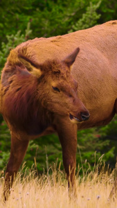 野生动物麋鹿驯鹿鹿生物多样性视频