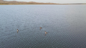 4k航拍不知名的水鸟在湖中捕鱼嬉戏78秒视频