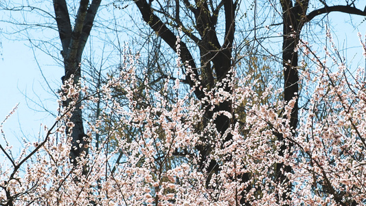 春天樱花盛开视频