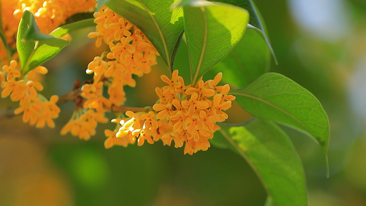 桂花1视频