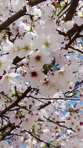 樱花树樱花盛开视频