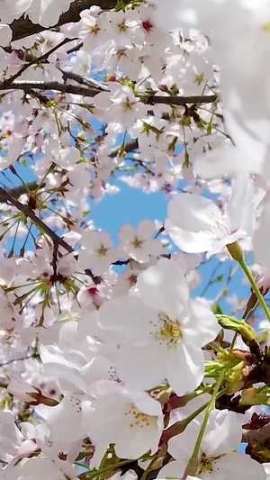樱花树樱花盛开75秒视频