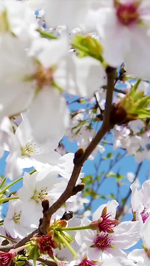 樱花树盛开的樱花75秒视频
