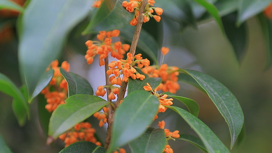 桂花7视频