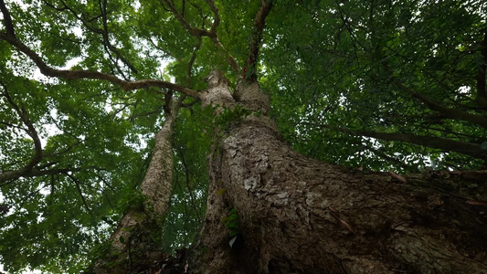 千年古树树木桢楠树王视频